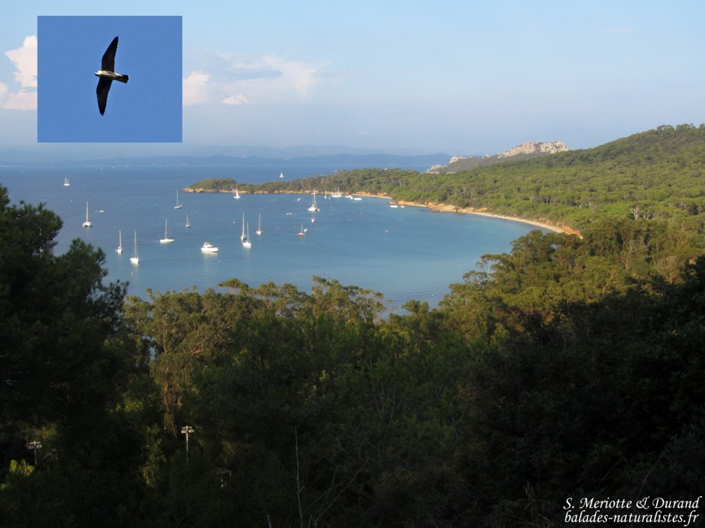 Porquerolles - Faucon hobereau