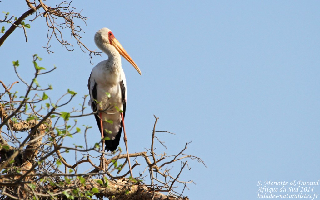 Tantale ibis (Kruger)