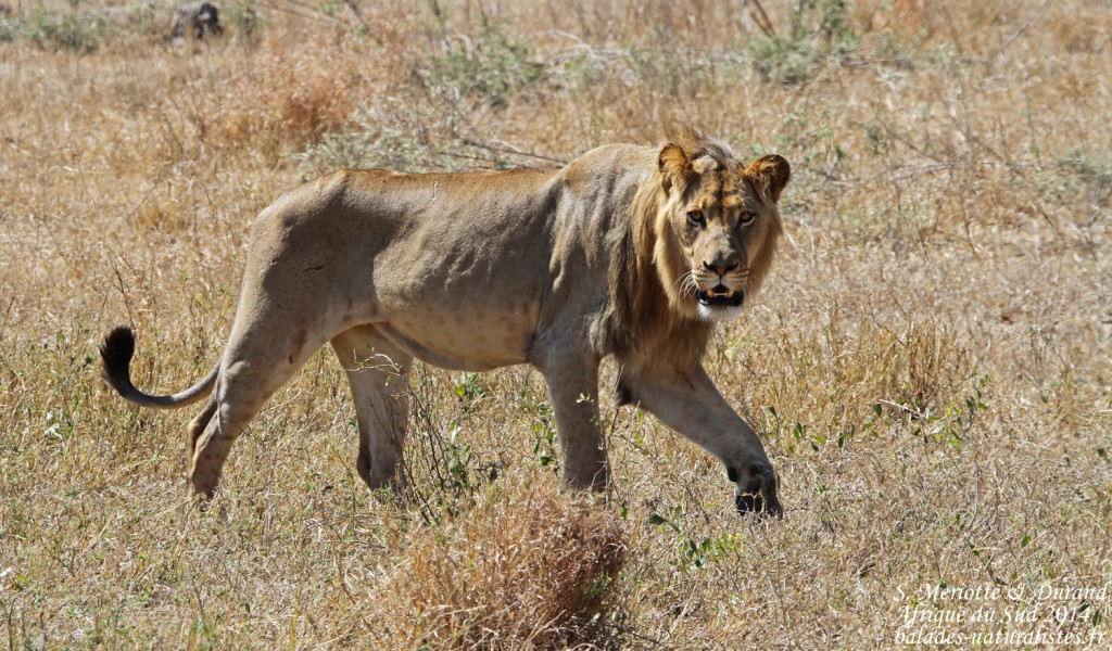 balades-naturalistes-kruger (12) lion