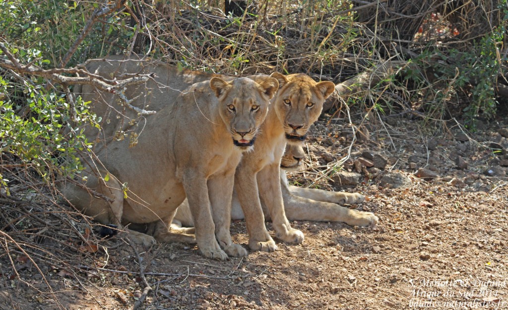 Lionnes (Punda-Maria Kruger)