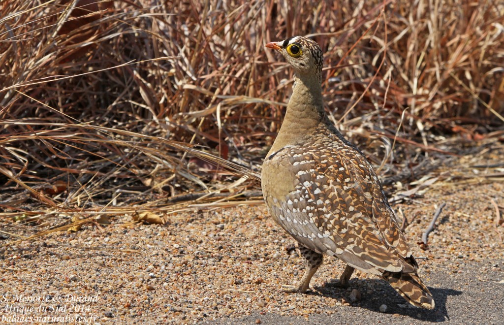 Ganga bibande mâle (Punda-Maria Kruger)