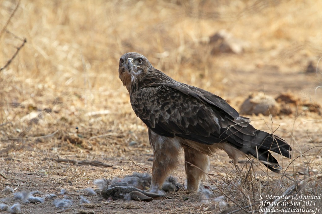 Aigle ravisseur (Kruger)