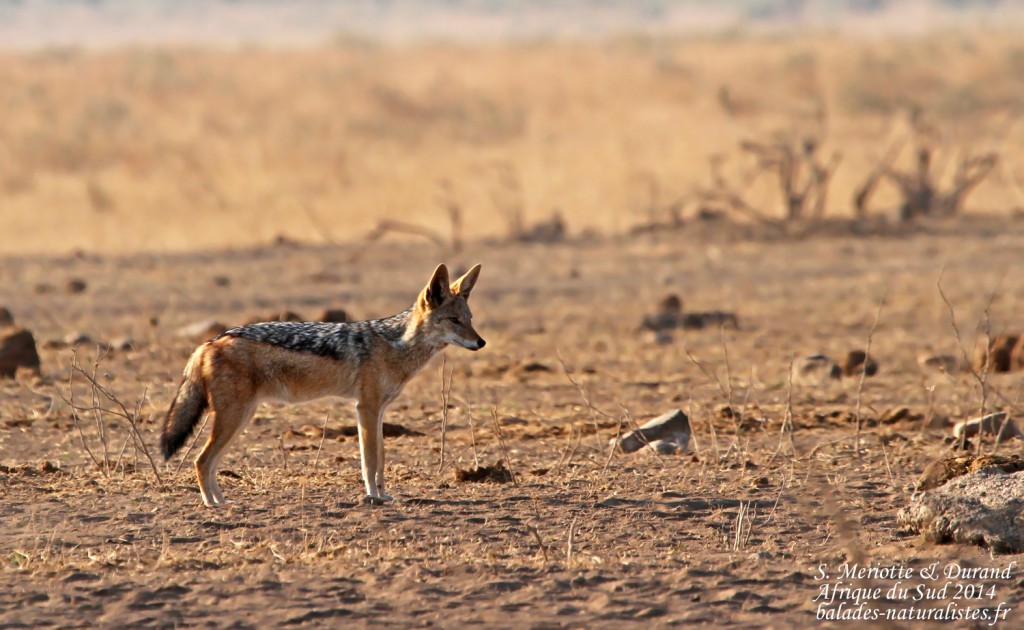 Chacal à chabraque (Kruger)