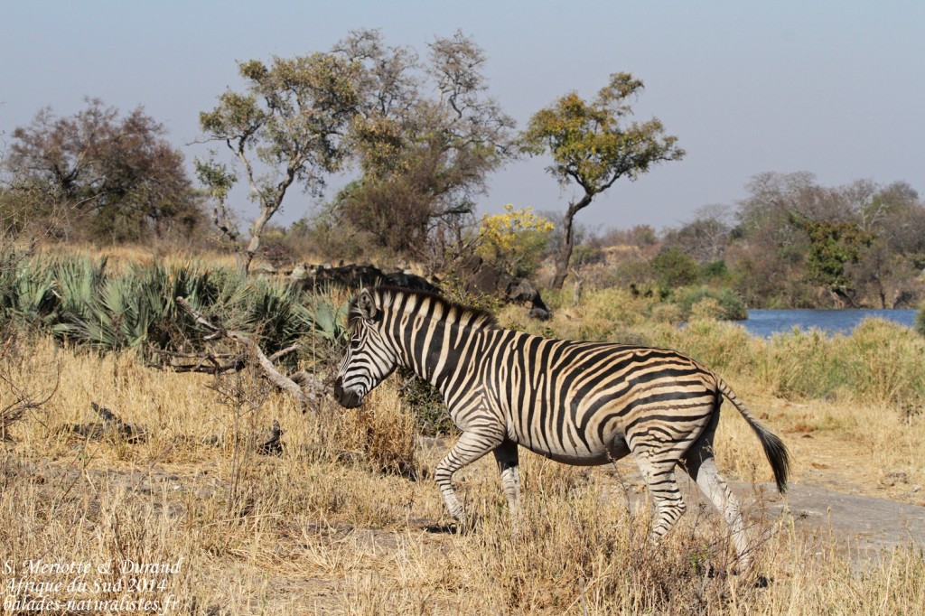 Zèbre des plaines (Punda Maria, Kruger)
