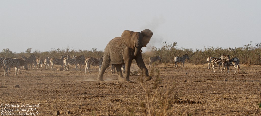 Éléphant (Kruger)