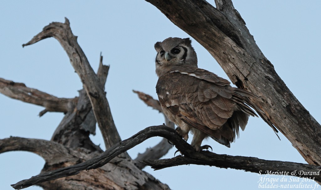balades-naturalistes-kruger (26) grand-duc-verreaux