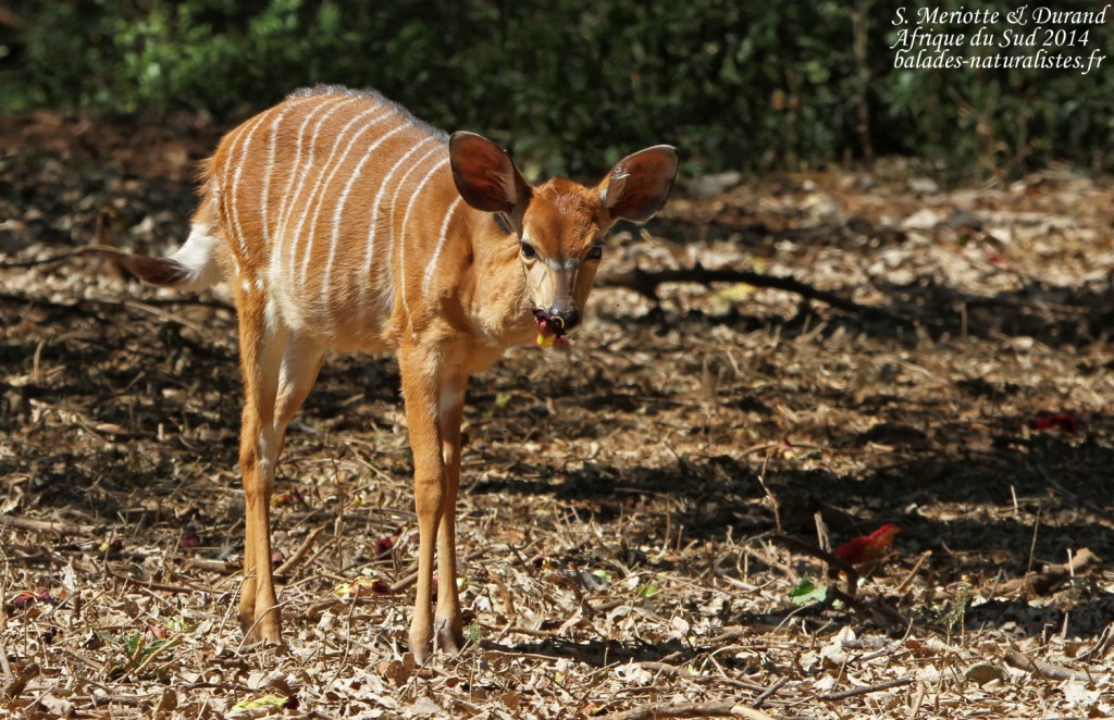 Nyala (Limpopo, Kruger)