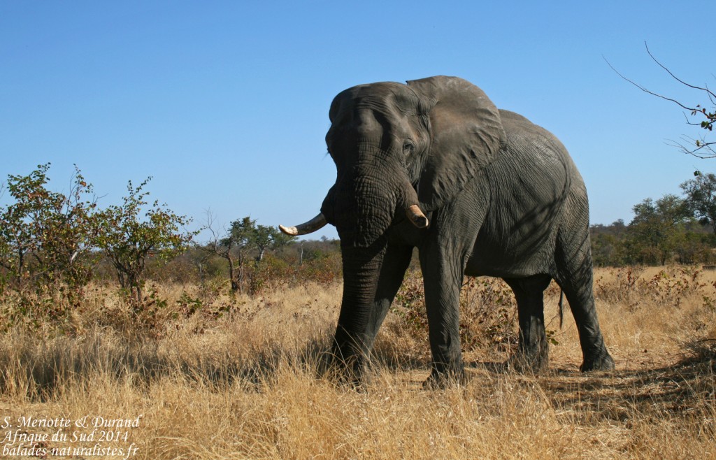 balades-naturalistes-kruger (32) elephant