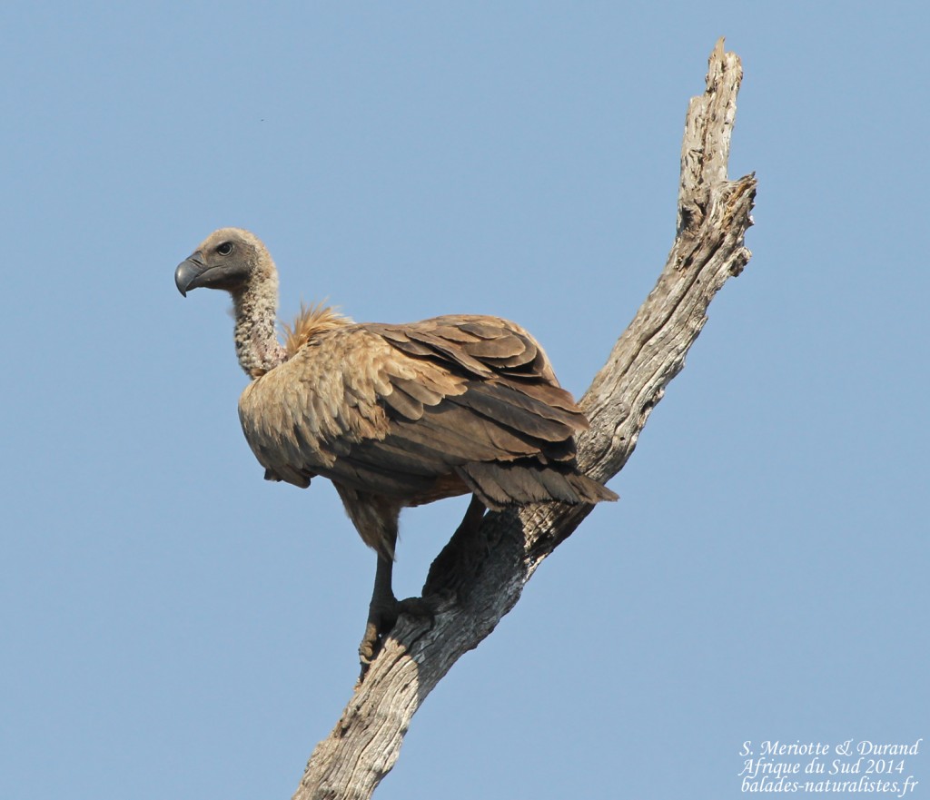 Vautour africain (Limpopo, Kruger)