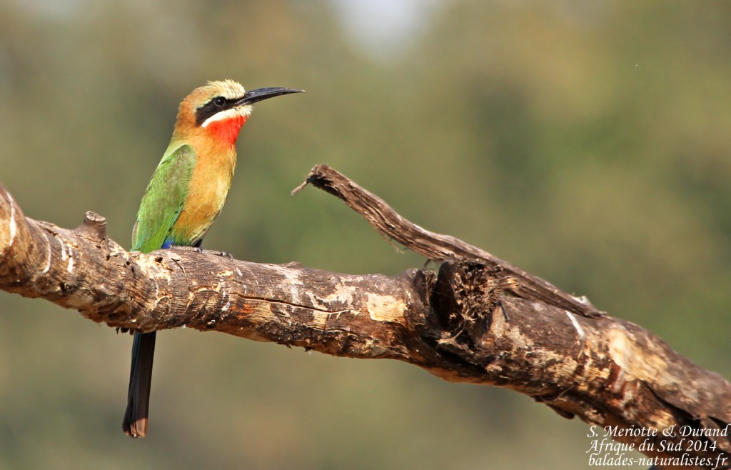 Guêpier à front blanc (Limpopo, Kruger)