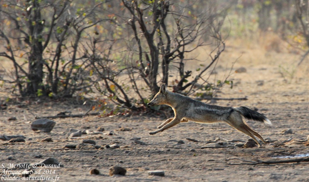 Chacal à flancs rayés (Kruger)