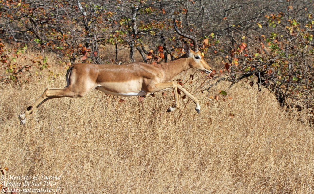 balades-naturalistes-kruger (4)impala