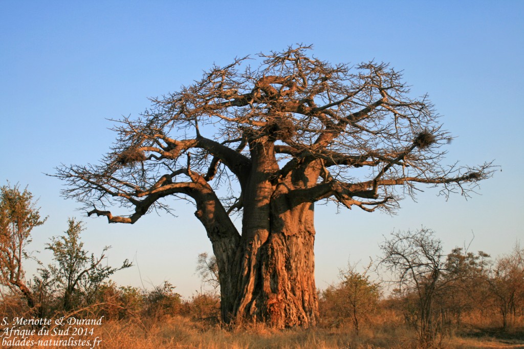 Baobab