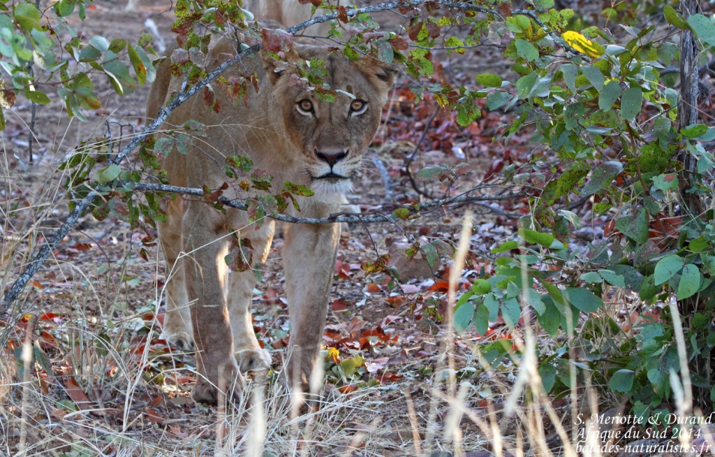 Lionne (Punda Maria, Kruger)