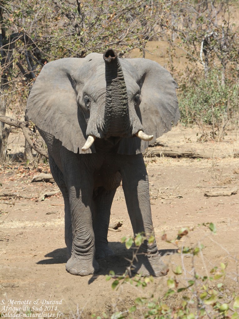 Éléphant (Punda-Maria Kruger)