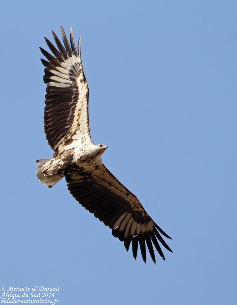 Pygargue vocifère immature (Létaba, Kruger)