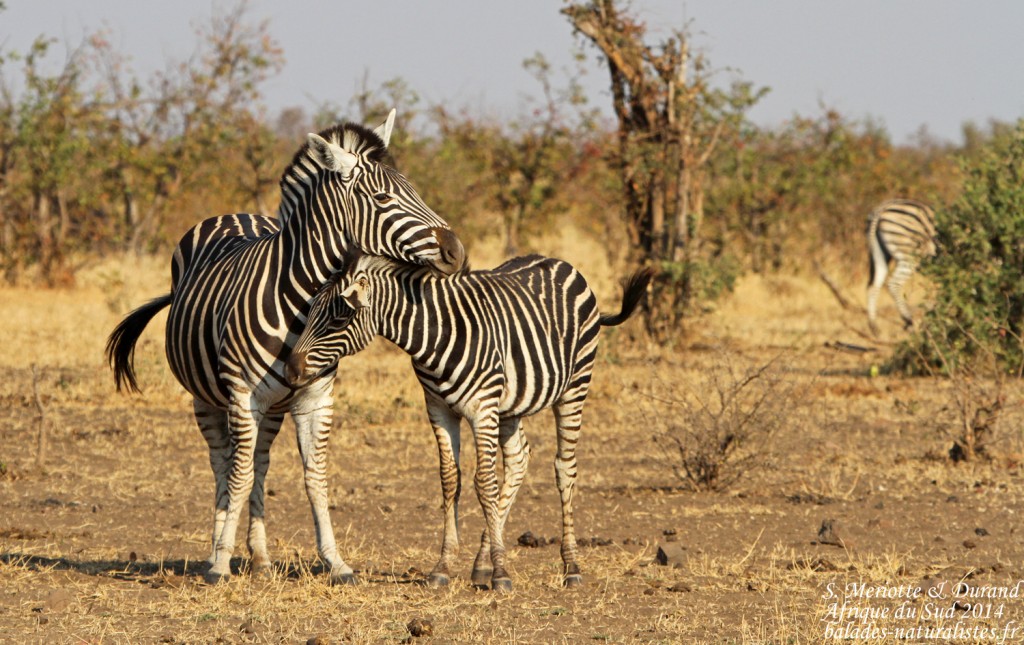 Zèbre des plaines (Kruger)