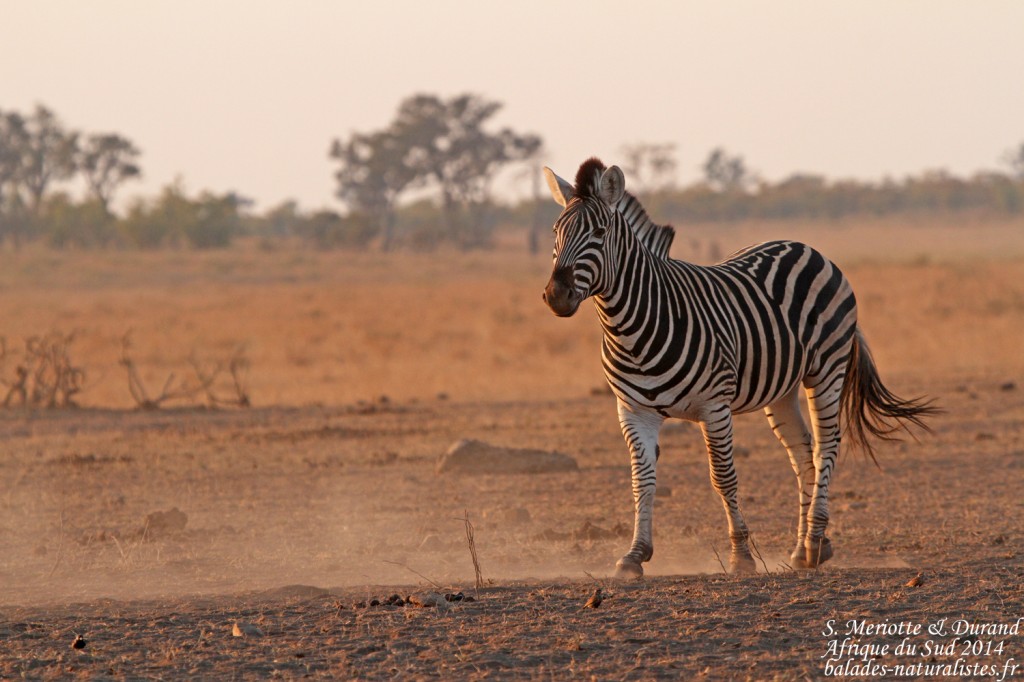 Zèbre des plaines (Kruger)