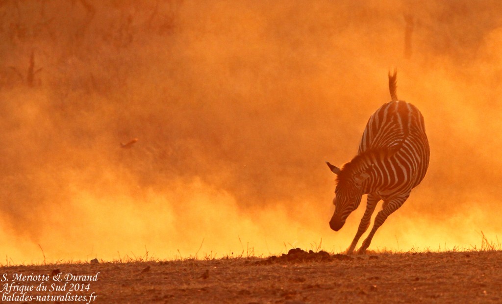 Zèbre des plaines (Kruger)