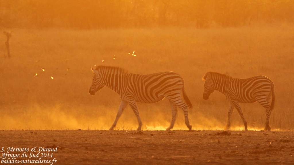 Zèbre des plaines (Kruger)