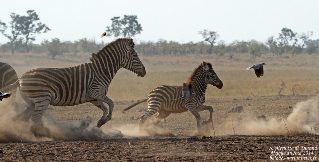 Zèbre des plaines (Kruger)
