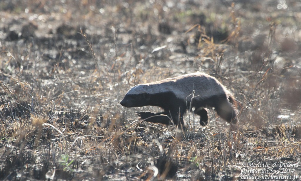 kruger-balades-naturalistes (1) ratel