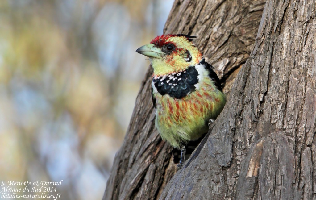 Barbican promépic (Kruger, Shingwedzi)