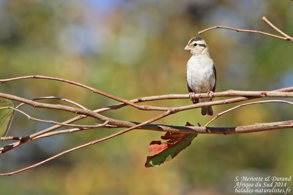 Combassou violacé (Kruger, Shingwedzi)