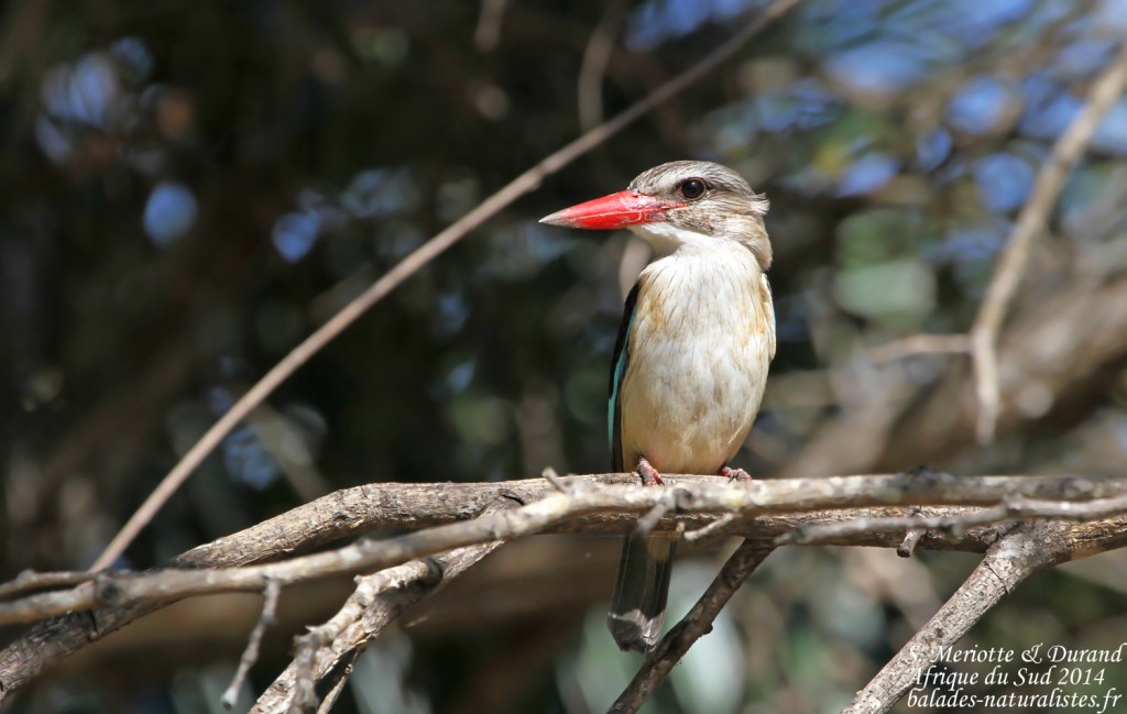 Martin-chasseur à tête brune