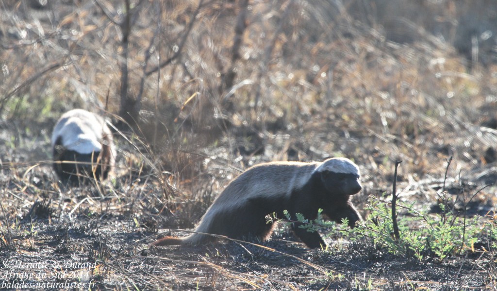 kruger-balades-naturalistes (3) ratel