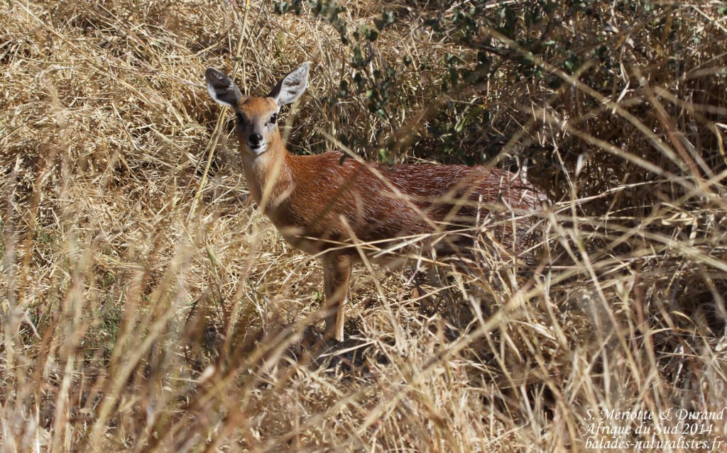 Raphicère de Sharpe (Sharpe's Grysbok) (Kruger)