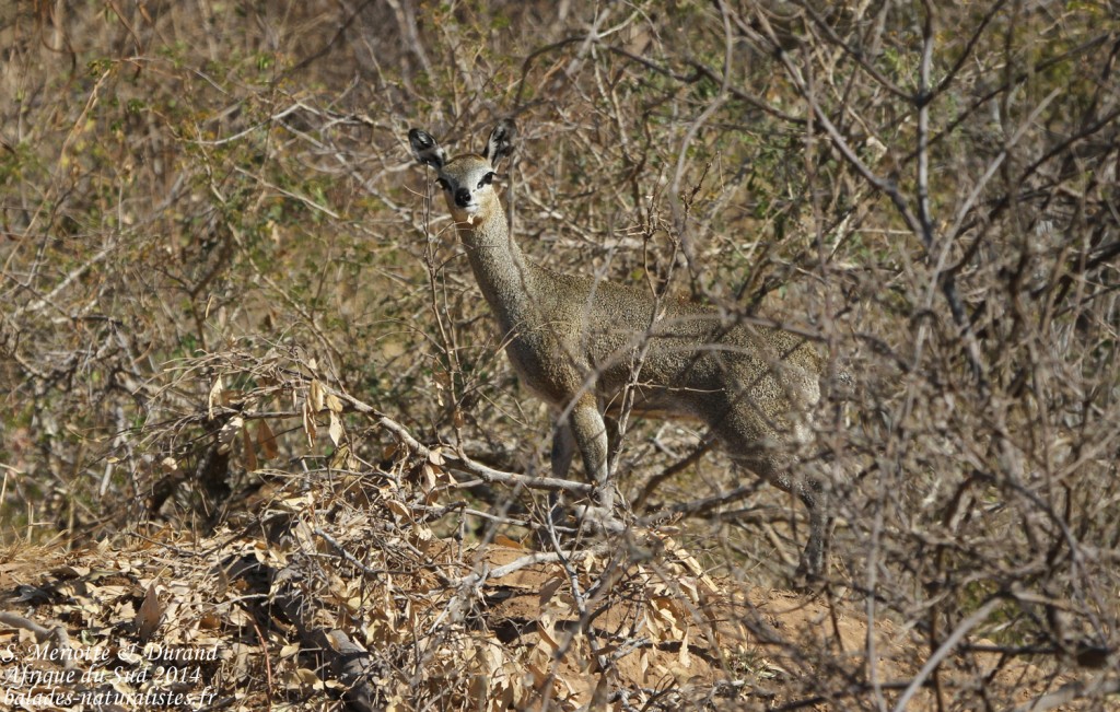Oréotrague (Kruger)