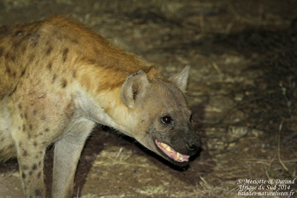 kruger-balades-naturalistes (39) hyene-tachetee