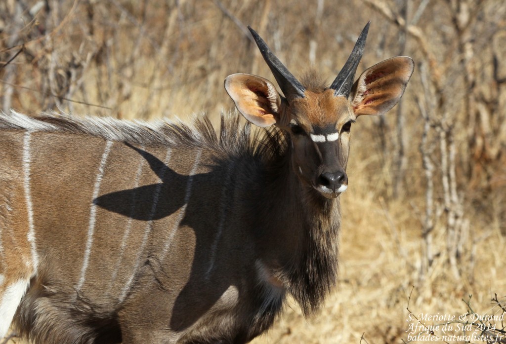 Nyala (Kruger)