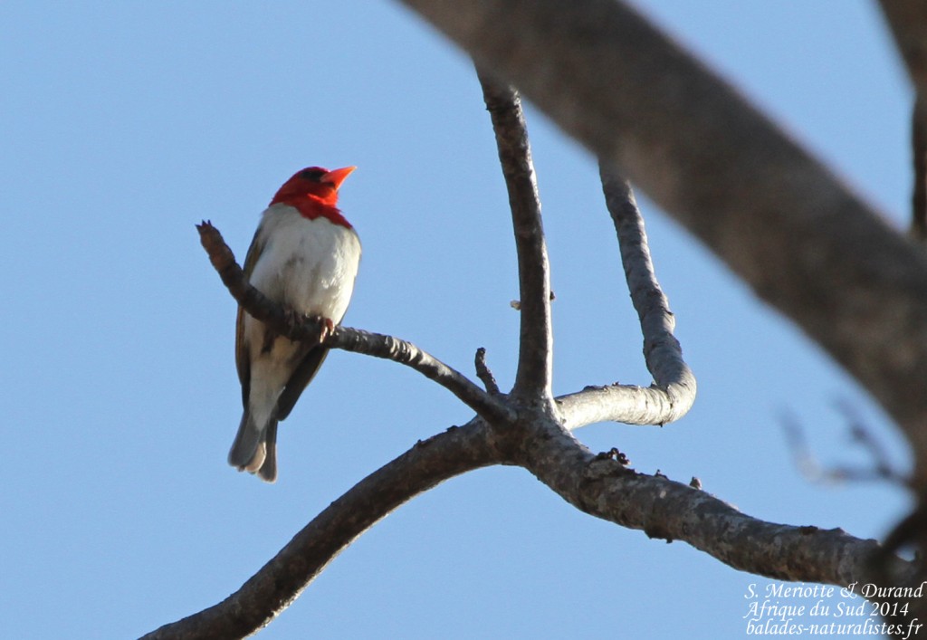 Tisserin écarlate (Kruger)