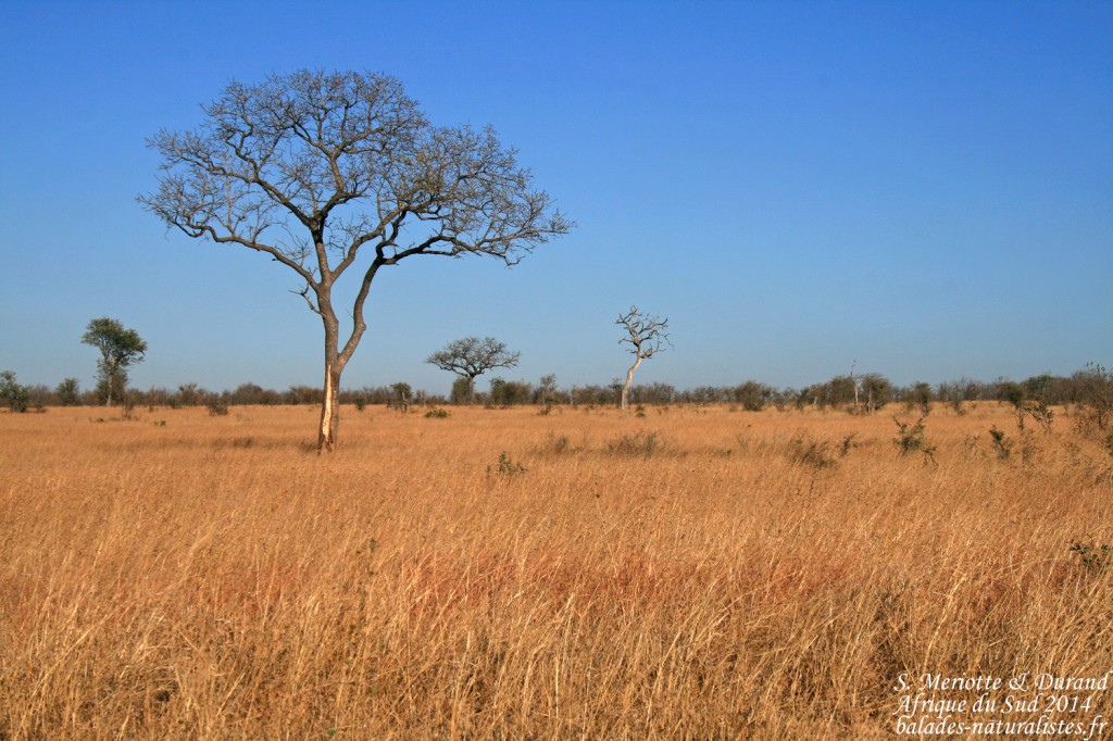 kruger-balades-naturalistes (40) savanes-satara