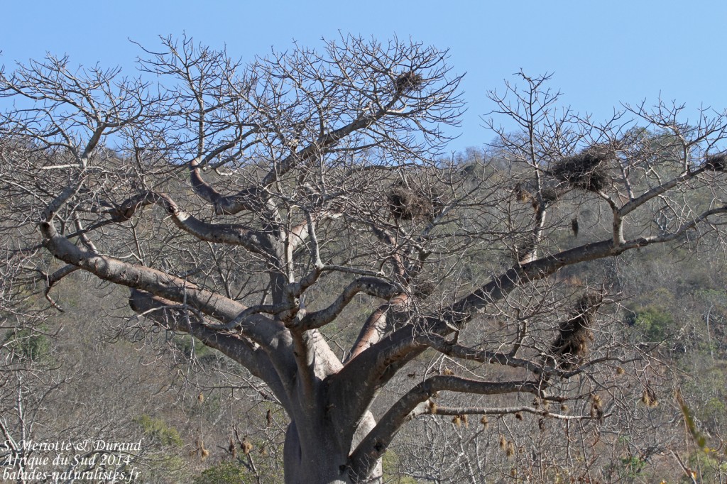 Baobab (Kruger)