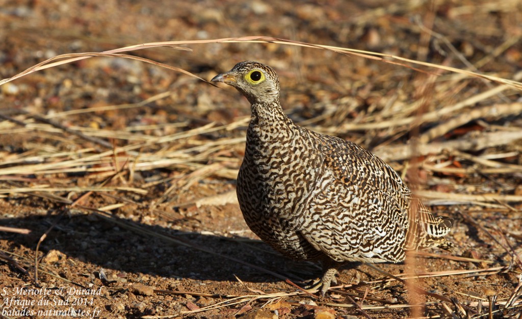 Ganga bibande (Punda Maria, Kruger)
