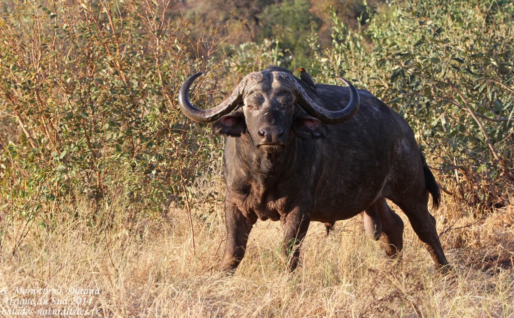 Buffle (Punda Maria, Kruger)