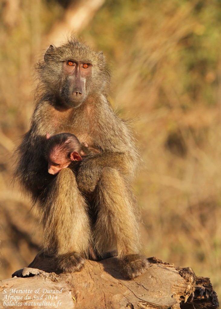 Babouin (Kruger, Shingwedzi)