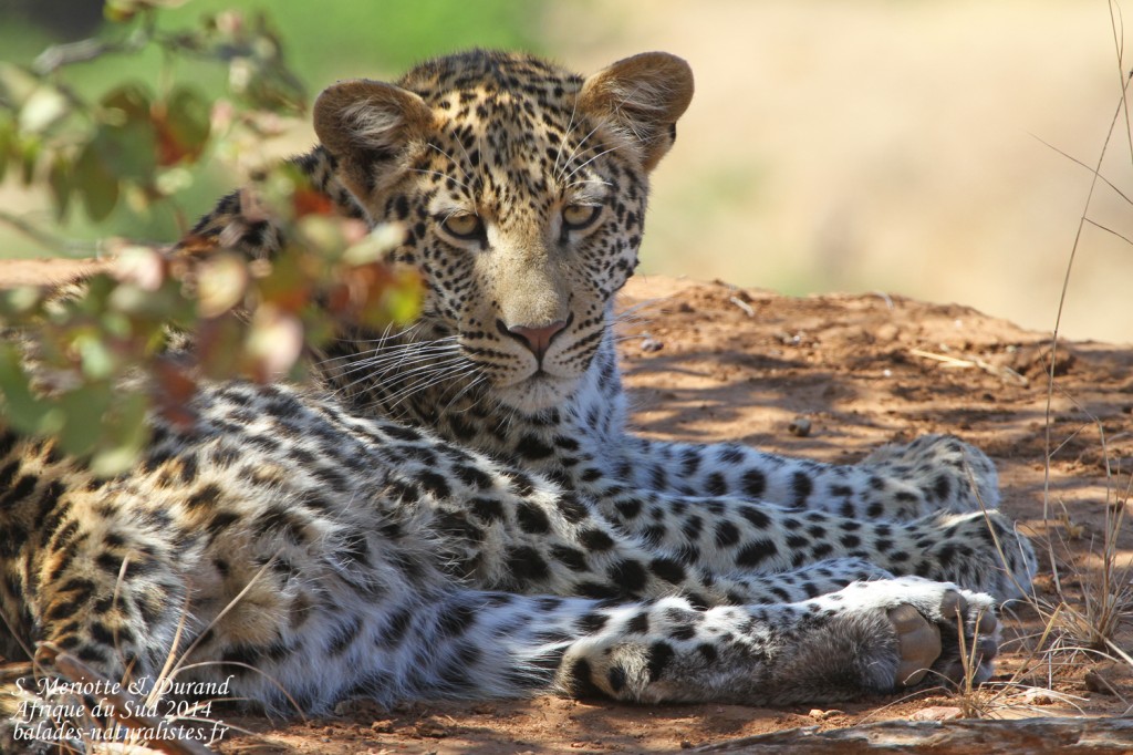 Léopard (Kruger)