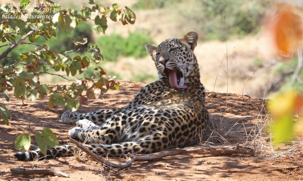 Léopard (Kruger)