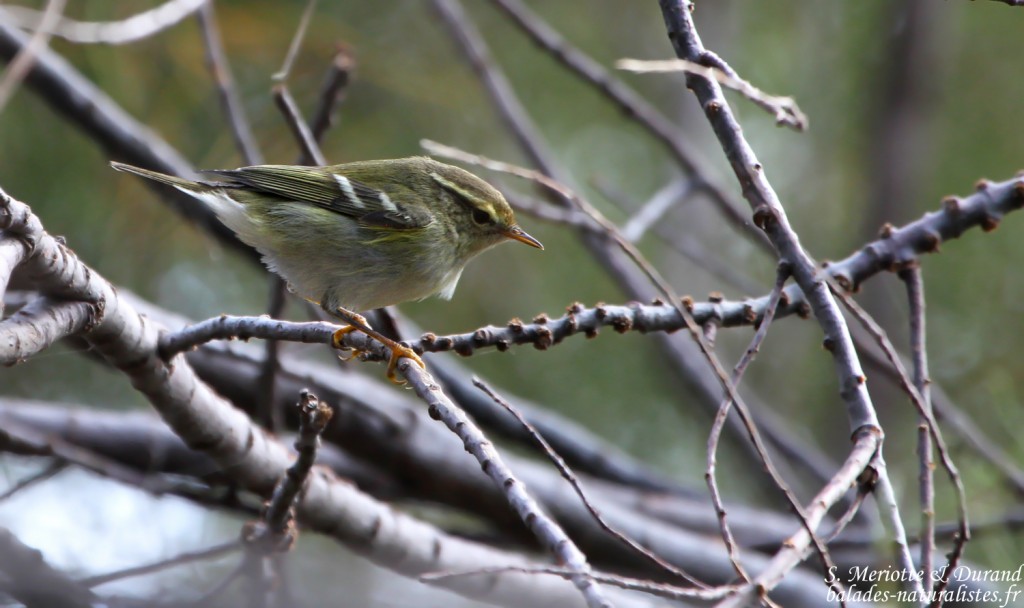 pouillot-grands-sourcils.02