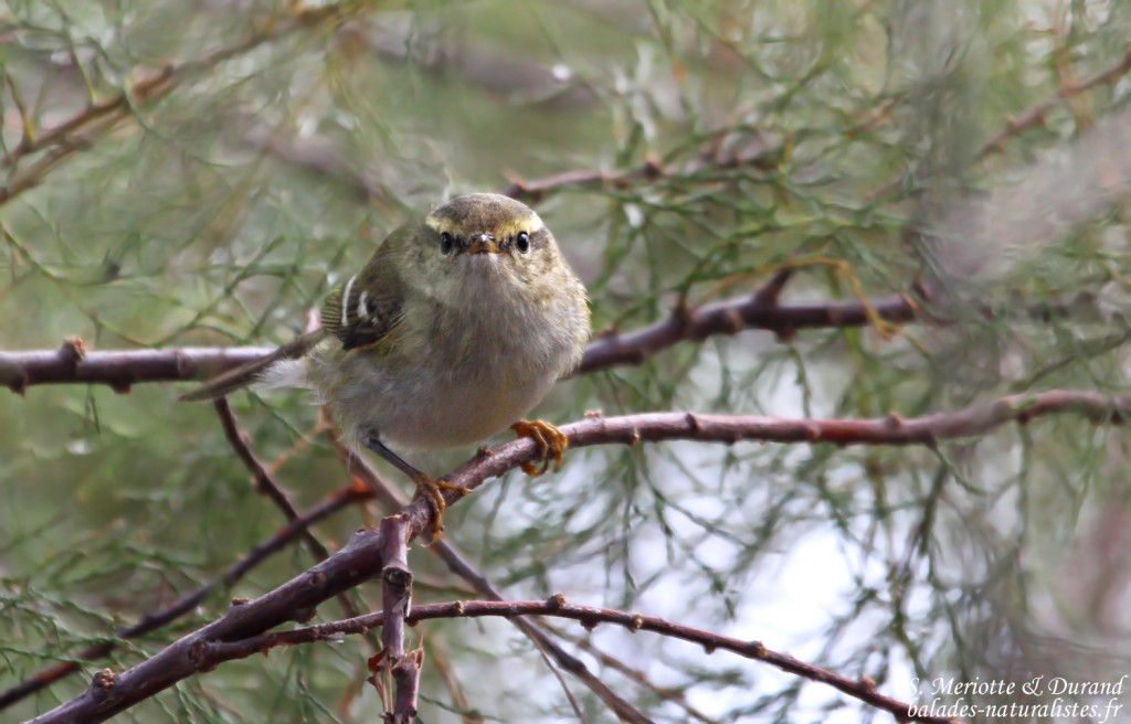 pouillot-grands-sourcils