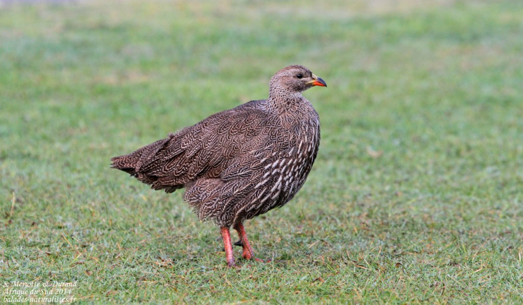 Francolin criard - Agulhas plain