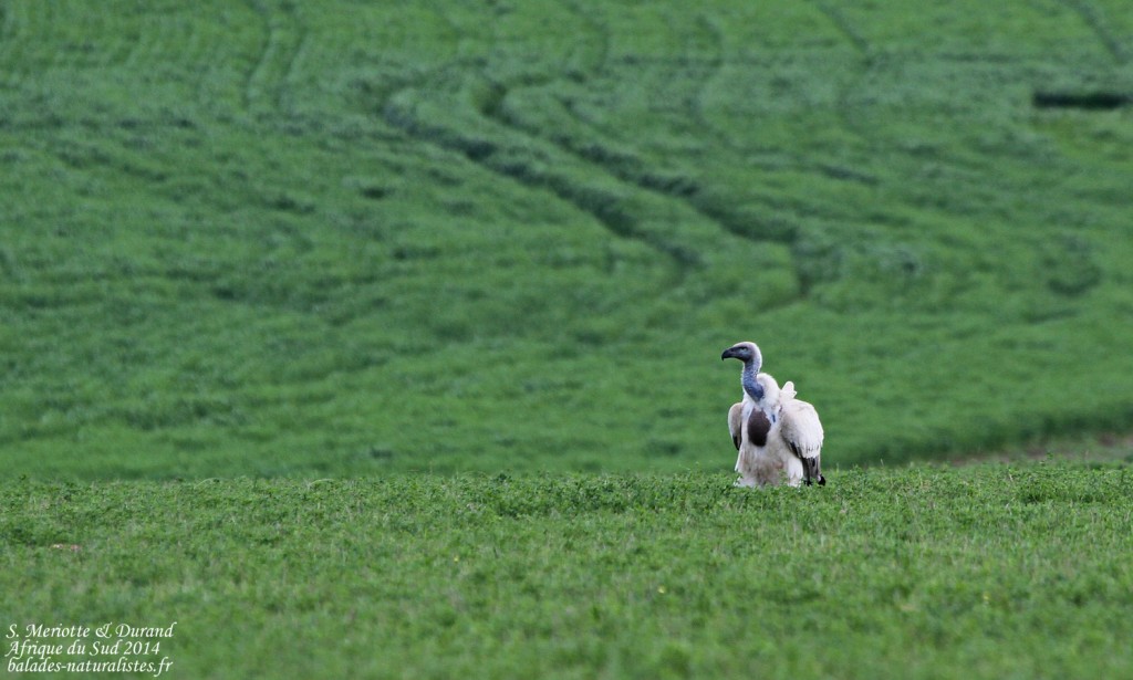 Vautour chassefiente - Agulhas plain