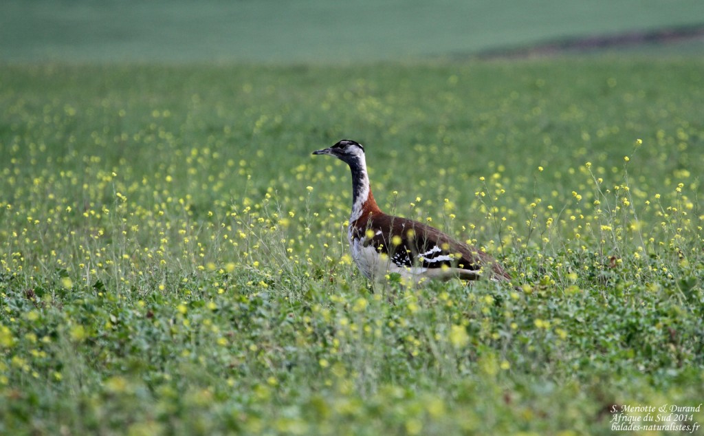 Outarde de Denham - Agulhas plain