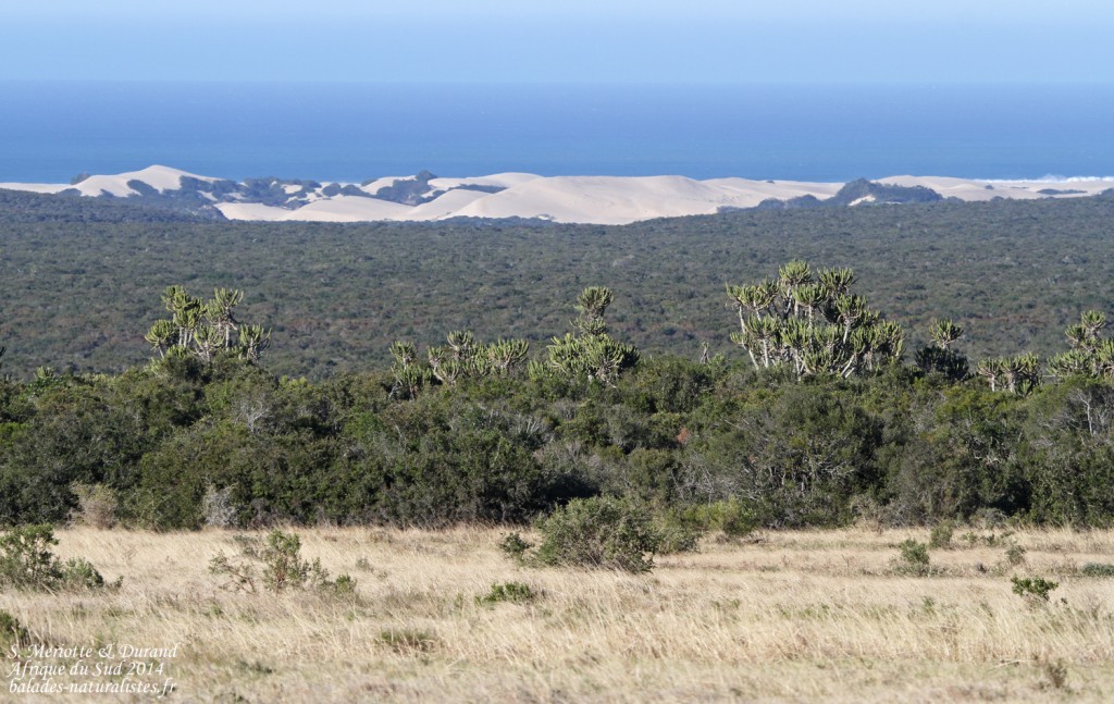Addo Elephant National Park