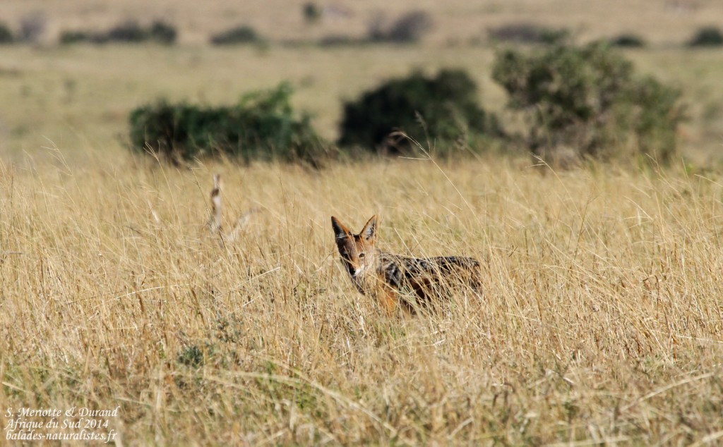 Chacal à chabraque (Addo Elephant National Park)