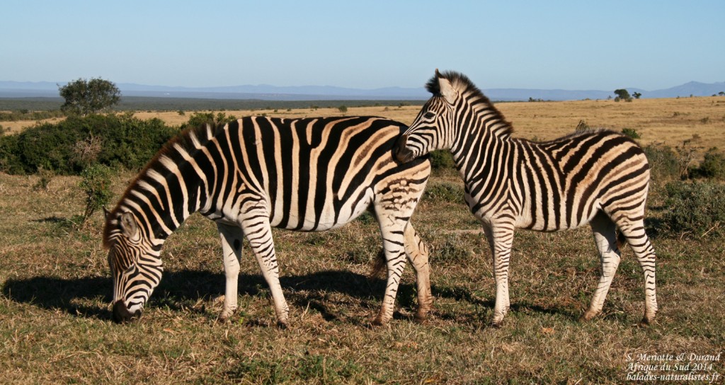 Zèbre des plaines (Addo Elephant National Park)